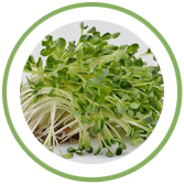 Food supplement manufacturers in India – Herbal Hills alfalfa supplement