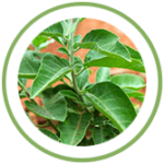 Ashwagandha Ashwagandha