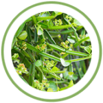 Asthishrunkala Asthishrunkala