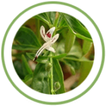 Kadu Kirayata Kadu Kirayata