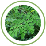 Moringa Moringa