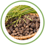 Nagarmotha Nagarmotha