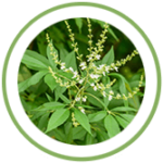 Nirgundi Nirgundi Tablets