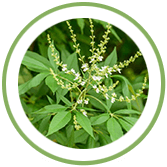 Nirgundi Nirgundi Tablets