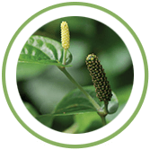 Pippali Fruit