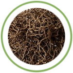 Pippali Root Pippali Root