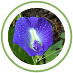 Shankhpushpi Shankhpushpi