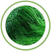 Spirulina – green food supplement manufacturer Herbal Hills