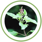 Tulsi Tulsi
