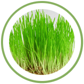 Wheatgrass