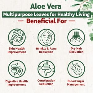 Aloevera 1