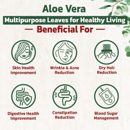 Aloevera 43 Aloevera products – aloe vera (Kumari) plant overview