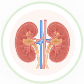 Kidney 2